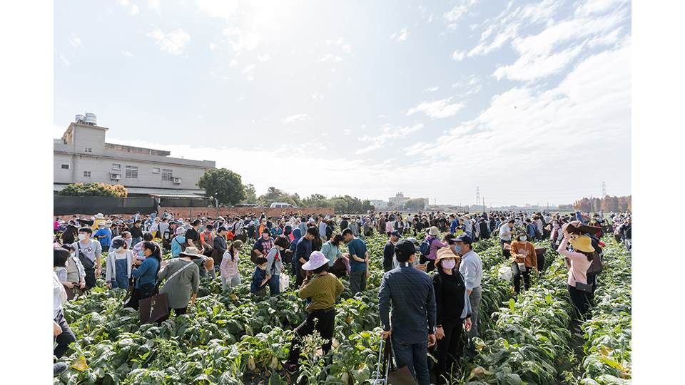 參與者們在蘿蔔田裡各就各位，場面十分壯觀。